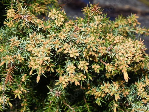 Juniper juniperus communis in early spring