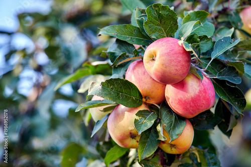 Fotografie Agriculture, tree and apples with growth outdoor for food production, sustainability or environment