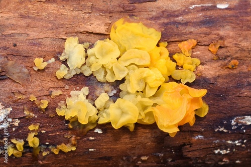 Yellow jelly fungus Tremella mesenterica on decaying wood