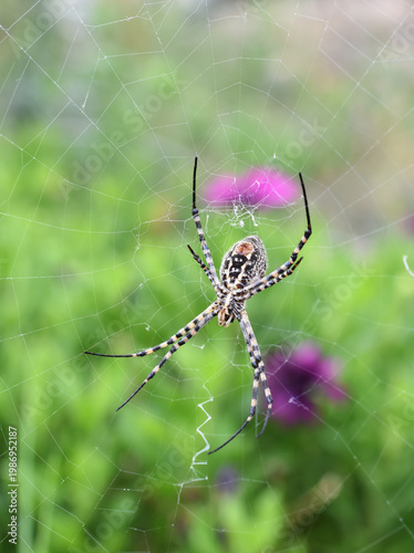 Banded garden spider (Argiope trifasciata) in orb web with green background