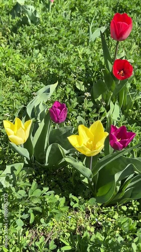 Tulips in the field grass, vertical video.