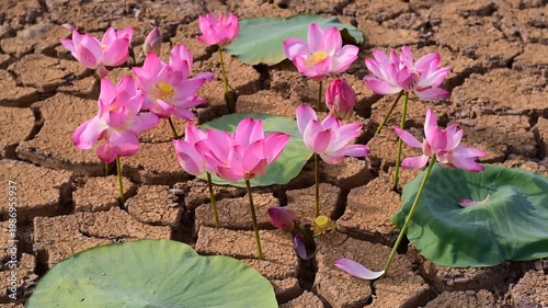 A vibrant pink lotus flower emerges from cracked, dry earth under a dramatic sunset sky. Resilience in Desolation