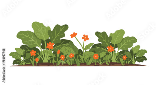 A vibrant horizontal arrangement of lush green leafy plants adorned with delicate five-petaled orange flowers growing from rich dark brown garden soil.