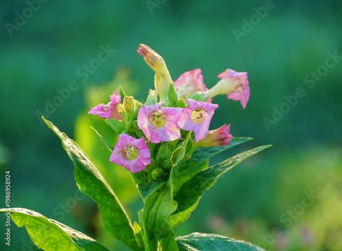 tobacco plant growing on the field industrial plants production