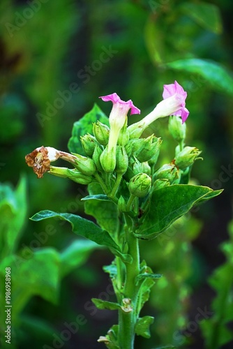 tobacco plant growing on the field industrial plants production