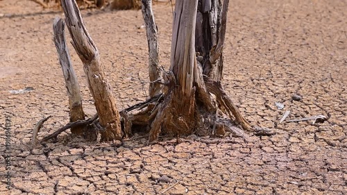 The trees stood dry and dead, the ground cracked and parched, Cracked soil, he standing dead trees are surrounded by cracked, parched soil