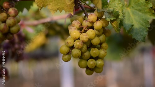 Table Grapes, Red Wine Grapes,White Wine Grapes,Bunch of colorful grapes