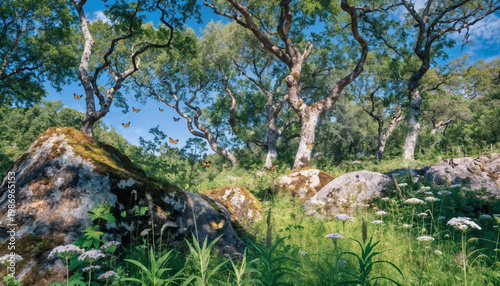 butterflies in the forest
