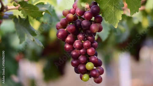 Table Grapes, Red Wine Grapes,White Wine Grapes,Bunch of colorful grapes