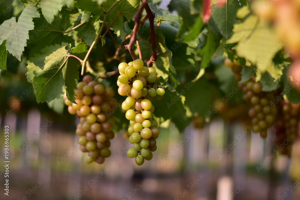 Fototapeta premium Table Grapes, Red Wine Grapes,White Wine Grapes,Bunch of colorful grapes