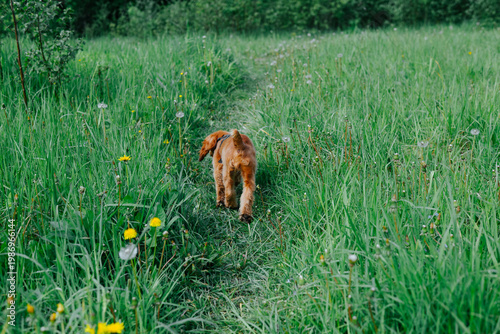A dog walks along a narrow path in a grassy area, surrounded by tall grass and wildflowers. The scene captures a moment of exploration in a lush, natural environment