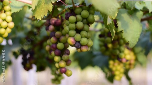 Table Grapes, Red Wine Grapes,White Wine Grapes,Bunch of colorful grapes