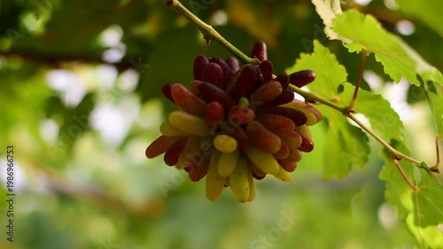 Table Grapes, Red Wine Grapes,White Wine Grapes,Bunch of colorful grapes