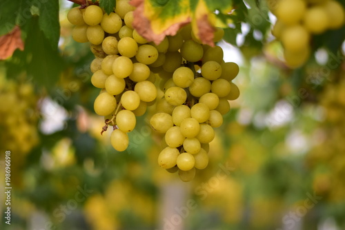Table Grapes, Red Wine Grapes,White Wine Grapes,Bunch of colorful grapes