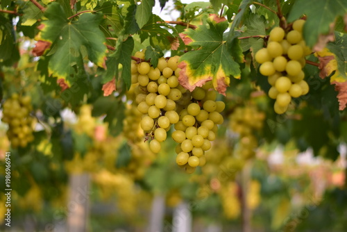 Table Grapes, Red Wine Grapes,White Wine Grapes,Bunch of colorful grapes