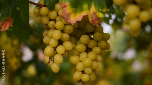 Table Grapes, Red Wine Grapes,White Wine Grapes,Bunch of colorful grapes