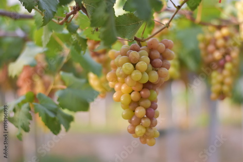 Table Grapes, Red Wine Grapes,White Wine Grapes,Bunch of colorful grapes
