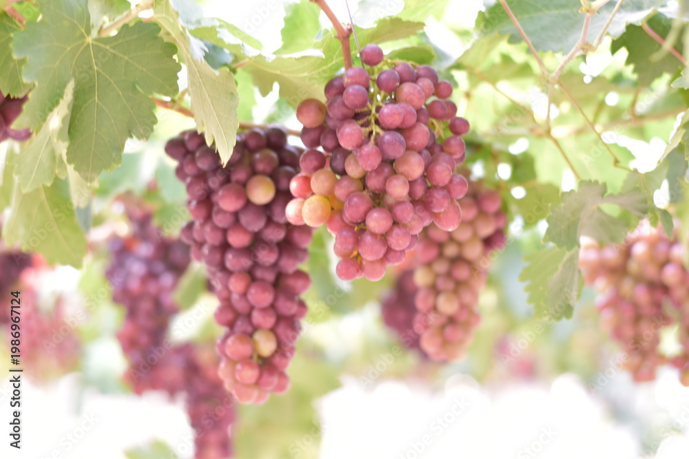 Fototapeta premium Table Grapes, Red Wine Grapes,White Wine Grapes,Bunch of colorful grapes