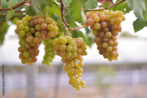 Table Grapes, Red Wine Grapes,White Wine Grapes,Bunch of colorful grapes