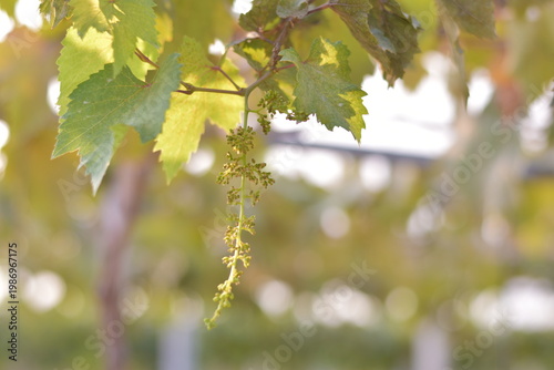 Table Grapes, Red Wine Grapes,White Wine Grapes,Bunch of colorful grapes