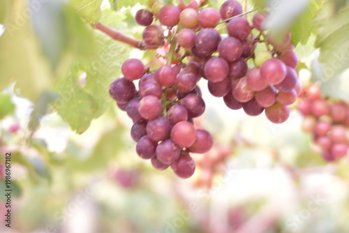 Table Grapes, Red Wine Grapes,White Wine Grapes,Bunch of colorful grapes