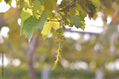 Table Grapes, Red Wine Grapes,White Wine Grapes,Bunch of colorful grapes