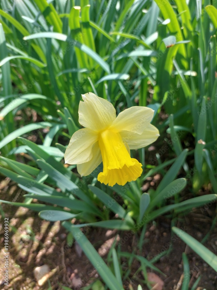 Fototapeta premium 노란 수선화 daffodil