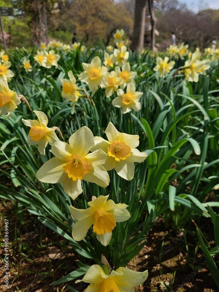 Obraz premium 노란 수선화 daffodil