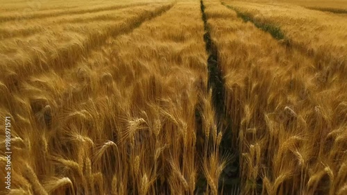 Flyover above fields of golden wheat moving in wind