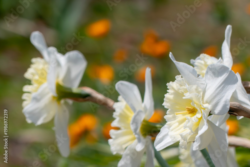 春の太陽に照らされ元気よく咲くスイセン