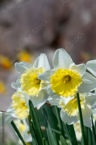 春の太陽に照らされ元気よく咲くスイセン