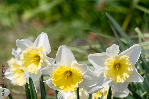 春の太陽に照らされ元気よく咲くスイセン