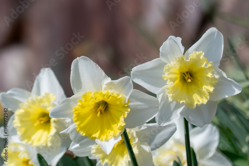 春の太陽に照らされ元気よく咲くスイセン