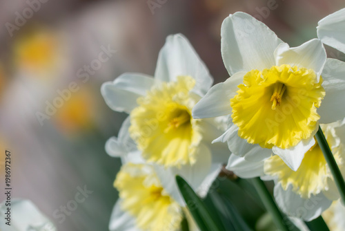 春の太陽に照らされ元気よく咲くスイセン