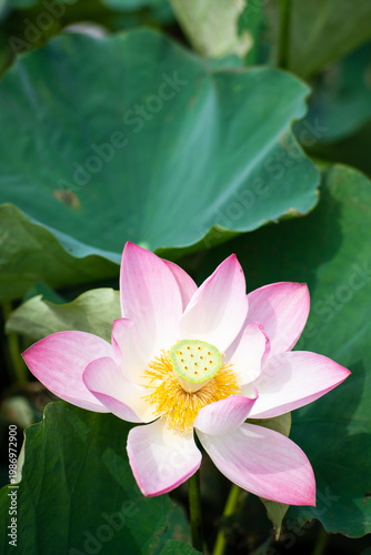 Wallpaper Mural Lotus Flower from Guanyin District, Taoyuan, Taiwan. Torontodigital.ca