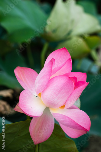 Wallpaper Mural Lotus Flower from Guanyin District, Taoyuan, Taiwan. Torontodigital.ca