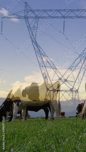 Vertical video: Holstein cow grazing while faint pylon rising as frames passing, showing contrast