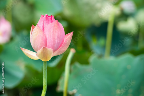 Wallpaper Mural Lotus Flower from Guanyin District, Taoyuan, Taiwan. Torontodigital.ca