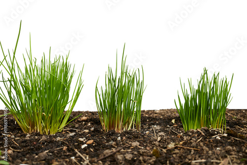 Quadro su tela fresh green chives or onion leek in garden soil ground isolated on white or tran