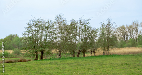 Canvastavla row of spring pollard willow trees in a wetland landscape in Bourgoyen nature re