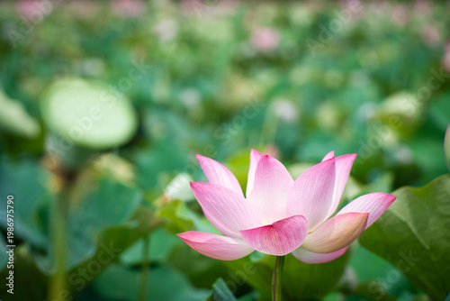 Wallpaper Mural Lotus Flower from Guanyin District, Taoyuan, Taiwan. Torontodigital.ca