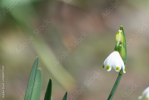 可憐に咲く小さな釣り鐘型の花スノーフレーク