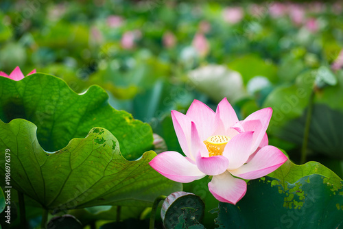 Wallpaper Mural Lotus Flower from Guanyin District, Taoyuan, Taiwan. Torontodigital.ca