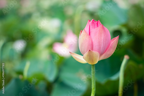 Wallpaper Mural Lotus Flower from Guanyin District, Taoyuan, Taiwan. Torontodigital.ca
