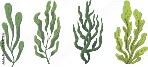 Green seaweed underwater aquatic plants set including kelp algae and sea grass isolated on white background vector illustration collection.