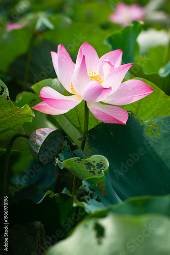 Wallpaper Mural Lotus Flower from Guanyin District, Taoyuan, Taiwan. Torontodigital.ca