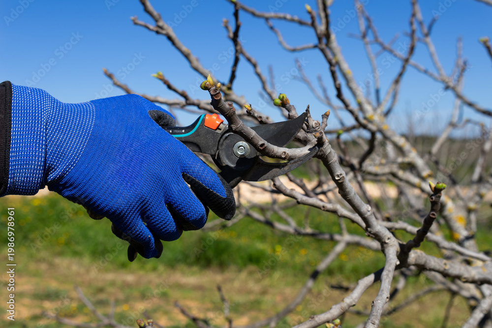 Fototapeta premium Gardener's gloved hand uses pruning shears to trim a bare tree branch in early spring