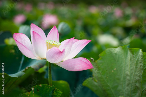 Wallpaper Mural Lotus Flower from Guanyin District, Taoyuan, Taiwan. Torontodigital.ca