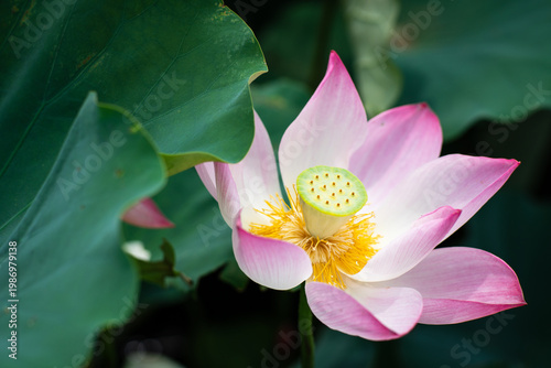 Wallpaper Mural Lotus Flower from Guanyin District, Taoyuan, Taiwan. Torontodigital.ca