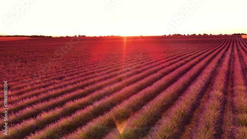 Lavender flowers blossoming on the plateau of Valensole in the Povernce during a summer sunset. Overhead drone view.